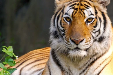 Tiger hd wallpaper 0299.jpg