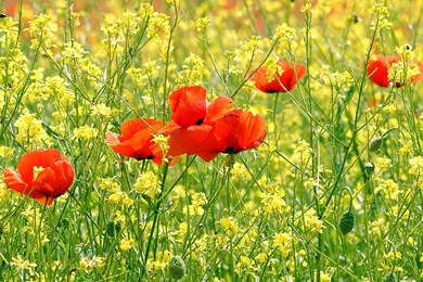 Poppy Wallpapers >> Backgrounds With Quality HD