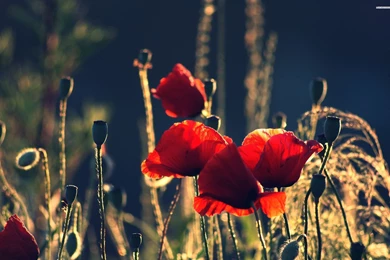 Poppy Flowers Wallpapers