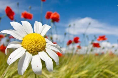 Daisy Among Poppies Wallpapers