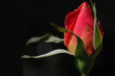 Desktop Wallpapers » Flowers Backgrounds » Red Rose Bud » Www ...