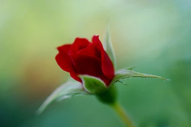 Bud Crimson Red Rose Wallpapers   1920x1200   340671