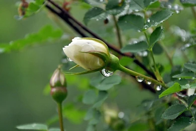White Rose Bud After The Rain Wallpapers   1680x1050   619048