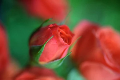 ROSE BUD WALLPAPER   (