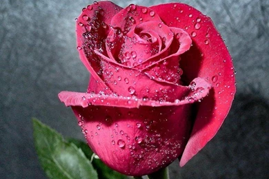 ROSE BUD WALLPAPER   (