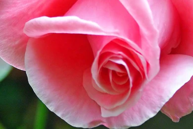 Download Wallpapers 2560x1024 Rose, Bud, Green, Pink, Tender Dual ...