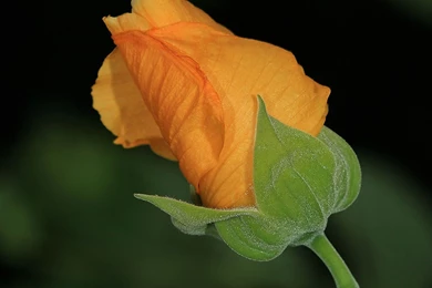 Flower Bud Wallpapers   Crazy Frankenstein