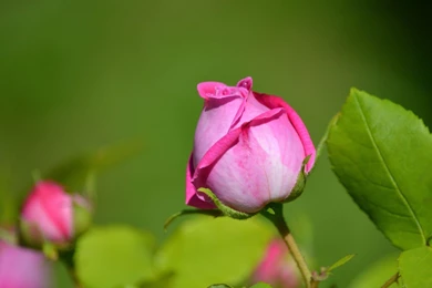 Pink Rose Bud Wallpapers HD Download Of Beautiful Rose