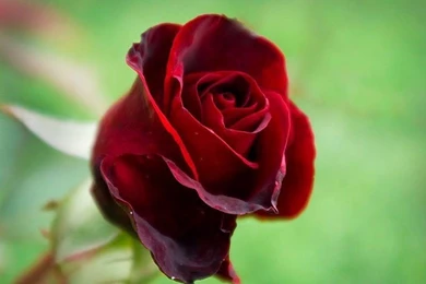 RED ROSEBUD Wallpapers
