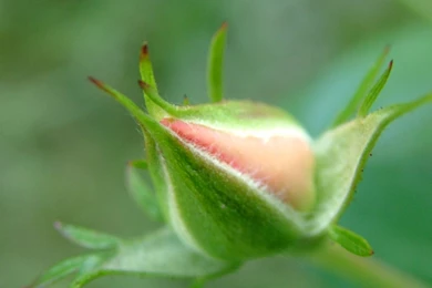 Tender rose bud.jpg