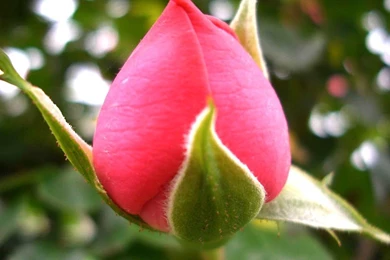 Desktop Wallpapers » Flowers Backgrounds » Nice Rose Bud » Www ...
