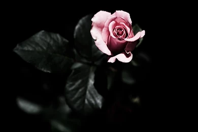 Pink Rose Bud Widescreen Wallpapers