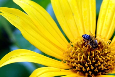 Large Flower Images   HD Wallpapers Pretty