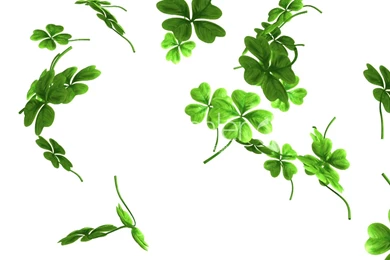 Shamrock – BUZZERG