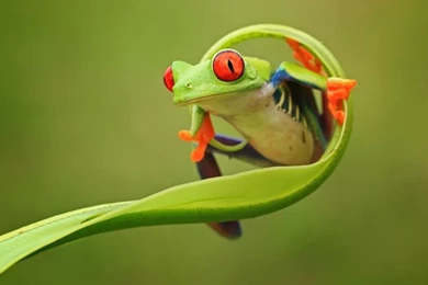 Green animal cute frog wallpapers.jpg