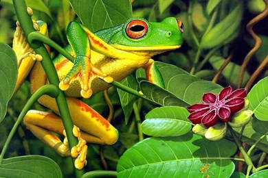 Frog Frogs Full HD Wallpapers Free Download Widescreen For Deskop ...