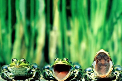 Three Frogs Wallpapers And Images   Wallpapers, Pictures, Photos