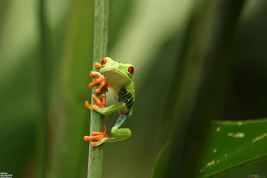 Cute Tree Frog   Wallpaper.