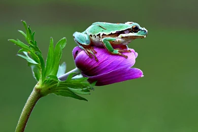 Frogs HD   HD Wallpapers   BestePics