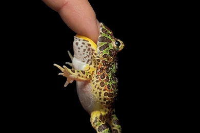 1 Moss Frog HD Wallpapers