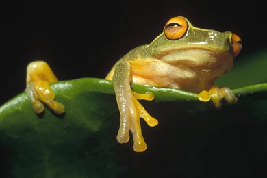 Amphibians Frogs Leaf Leaves Wallpapers   (