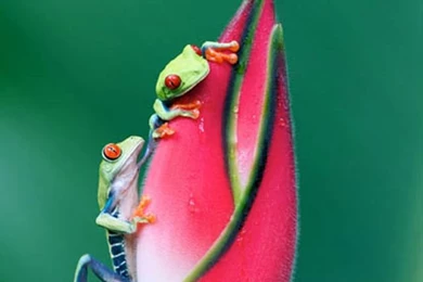 Smartphone Wallpapers