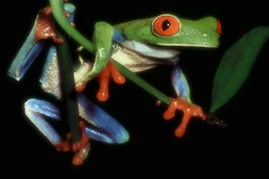 Tree Frog Drawing   Wallpaper.