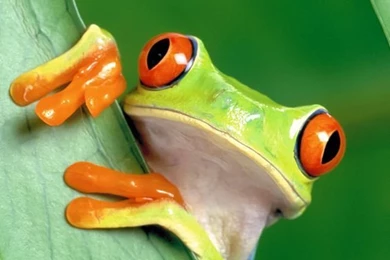 TREE FROGS