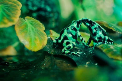 Poison Dart Frogs Amphibians Women Best Widescreen Backgrounds
