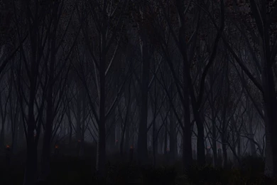 Download Wallpapers 1600x900 Forest, Trees, Background, Dark ...