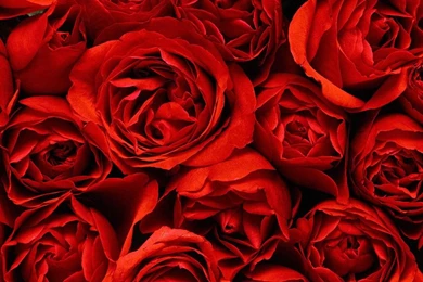 Comments For Million Red Roses Hd Wallpapers   (