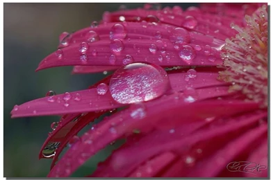 Free Desktop Backgrounds Nature   Wallpapers Cave