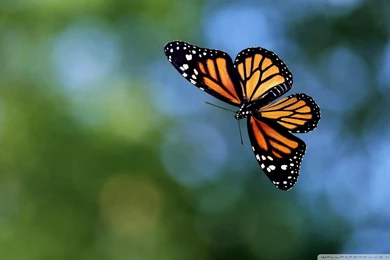 Flying Butterfly Wallpapers 1920 1200