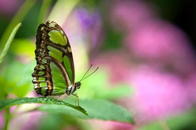 Green Butterfly HD Wallpaper Images Pictures Photos Gallery Free ...