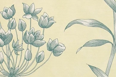 Indigo Agapanthus Wallpapers By Zoffany