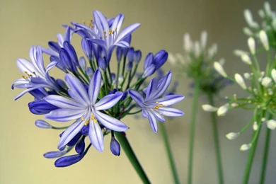 Агапантус зонтичный — Agapanthus Umbellatus
