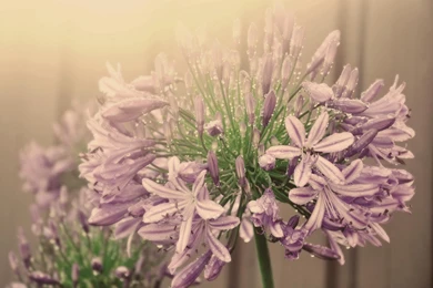 Flower Inflorescence Pink Agapanthus Water Droplets Fog HD Wallpapers