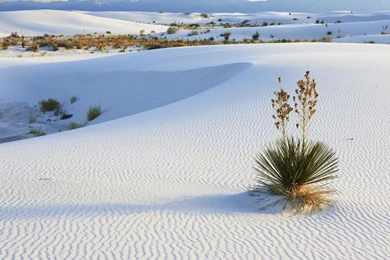 White sand and some random bushes 2560x1440.jpg