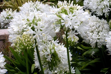 Download Wallpapers Agapanthus, Flowers, White, Green, Flowerbed HD ...
