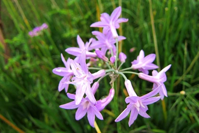 PINK AGAPANTHUS WALLPAPER   (