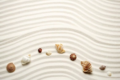 Shells Of Snails Oysters On White Sand Of Beach Hd 1080p