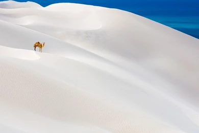 Camel Photo, Animal Wallpapers – National Geographic Photo Of The Day