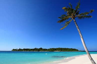 1920x1080 Beach Palm White Sand Wallpapers