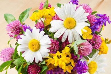 Summer Fresh Flowers Wallpapers