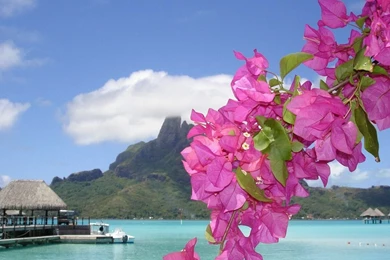 Flower Hd Photo Wallpapers