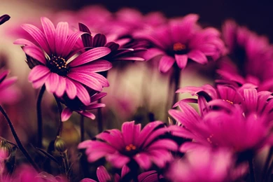 Pink Flowers Wallpapers