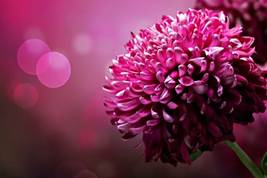 Nice pink flower widescreen high quality wallpaper pictures free.jpg