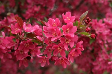 30+ Lovely Wallpapers And Pictures Of Flowers