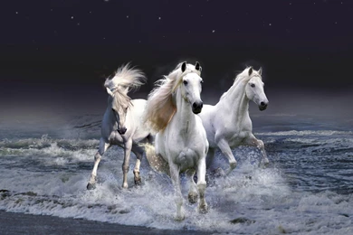 Free Horses Wallpapers   Wallpapers Cave