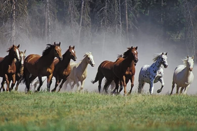 Running Horses Desktop Wallpapers   , New Wallpapers, New Wallpapers